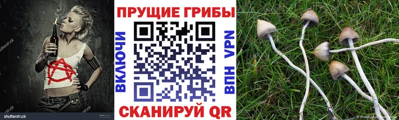 kraken ссылки дарнет шоп Новосокольники Псилоцибиновые грибы Cubensis
