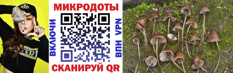 Псилоцибиновые грибы Psilocybe Новосокольники